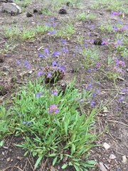 Penstemon heterodoxus