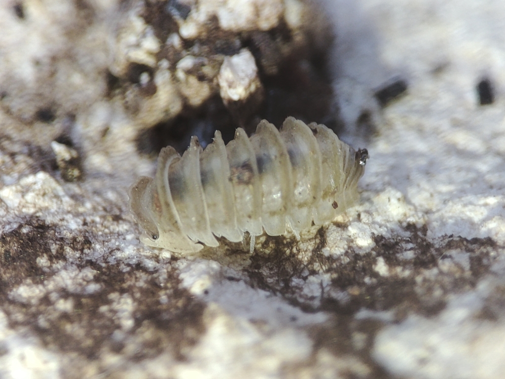 Eluma cristata