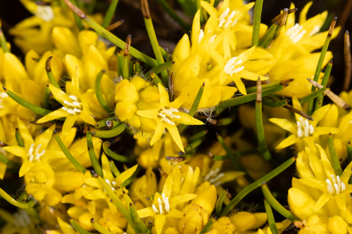 Conostylis vaginata (Conostylis vaginata)