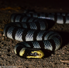 Laticauda colubrina