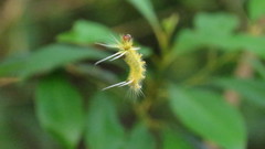 Halysidota cinctipes