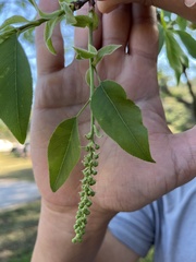 Agonandra racemosa, photograph author not stated, no rights reserved