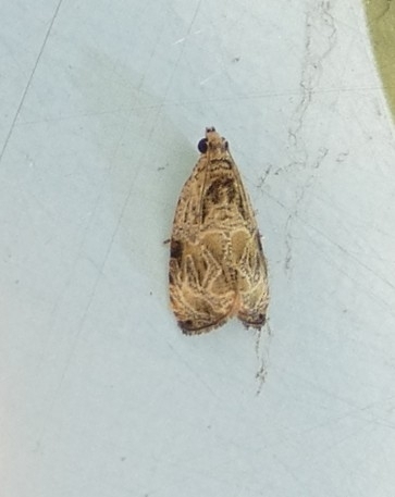 Woolly-backed Moth