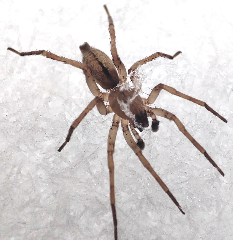 Clubiona subsultans