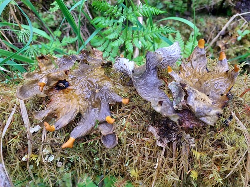 membranous pelt lichen