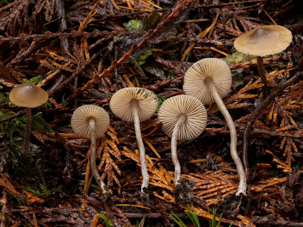 Myochromella sp. 'PNW04'