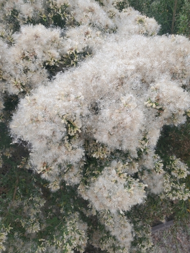 iNaturalist observation photo of coyote brush