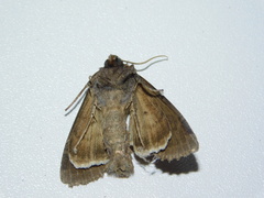 Polia bombycina