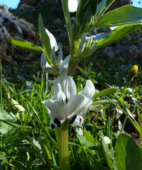 Vicia galilaea