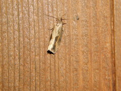 Endothenia quadrimaculana