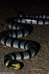 Laticauda colubrina