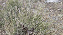 Lavandula angustifolia