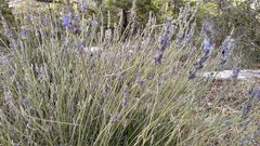 Lavandula angustifolia