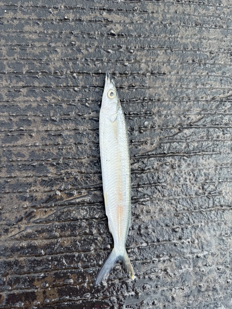 Polynesian Halfbeak