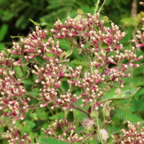 Salpianthus arenarius (Salpianthus arenarius)