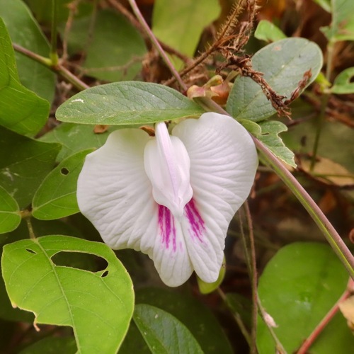 Gallitos (Centrosema pubescens)