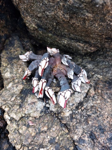 Goose barnacle, La Coruña, Spanyolország, photo 10 of 10