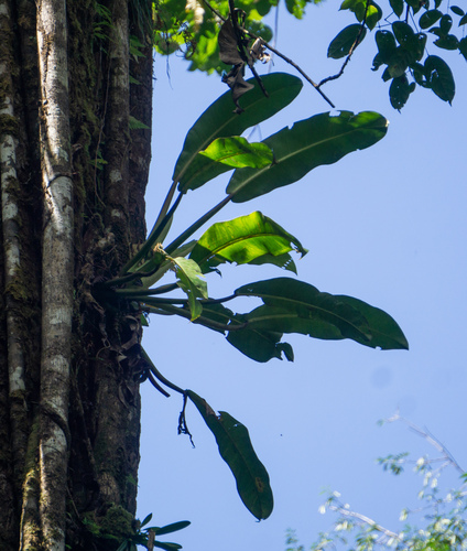 Philodendron auriculatum, photograph 3
