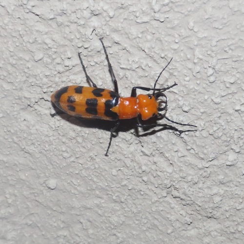 Big-eared blister beetle (Cissites auriculata)