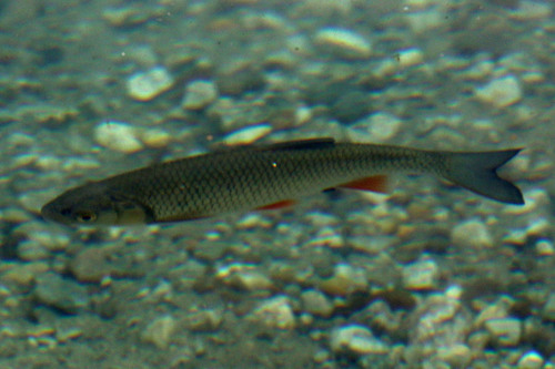 European chub