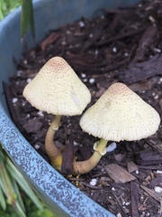 Leucocoprinus tricolor