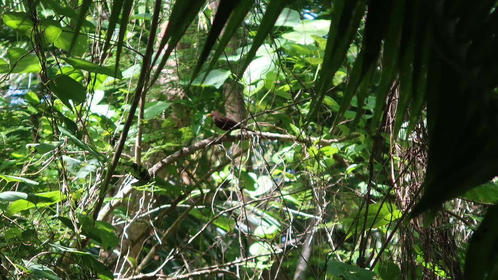 New Caledonian Island-Thrush (Turdus xanthopus) photo