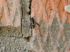 Symmorphus bifasciatus