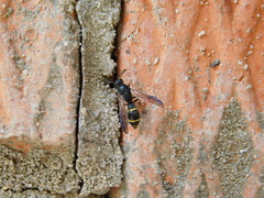 Symmorphus bifasciatus