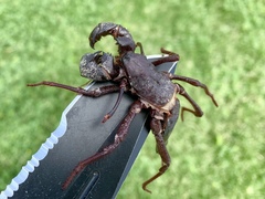 Mastigoproctus giganteus