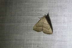 Macrochilo litophora