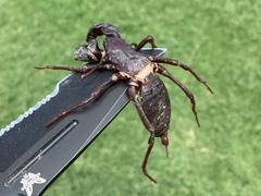 Mastigoproctus giganteus