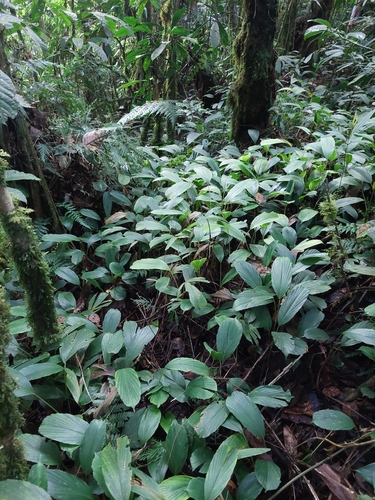 Macana Palm (Wettinia kalbreyeri)