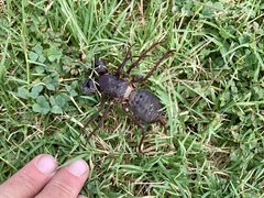 Mastigoproctus giganteus