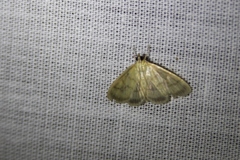 Crocidophora tuberculalis