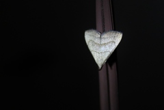 Macrochilo litophora