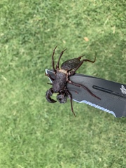 Mastigoproctus giganteus