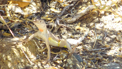 Callisaurus draconoides rhodostictus