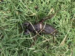 Mastigoproctus giganteus