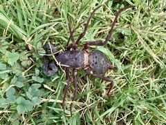 Mastigoproctus giganteus