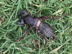 Mastigoproctus giganteus