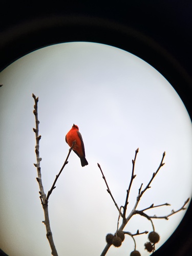 iNaturalist observation photo of Vermilion Flycatcher