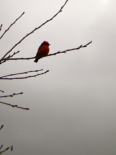 iNaturalist observation photo of Vermilion Flycatcher