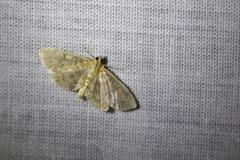 Anania coronata
