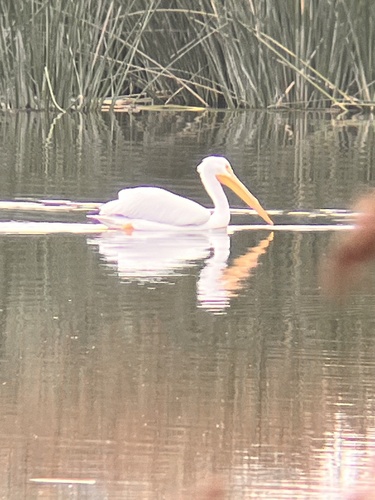 iNaturalist observation photo of American White Pelican
