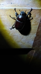Xylotrupes mniszechi