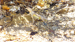 Callisaurus draconoides rhodostictus