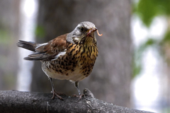 Fieldfare photo 3