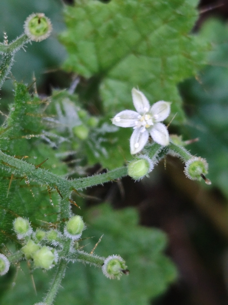 Aosa plumieri