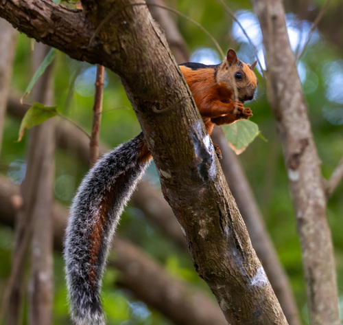 Variegated Squirrel