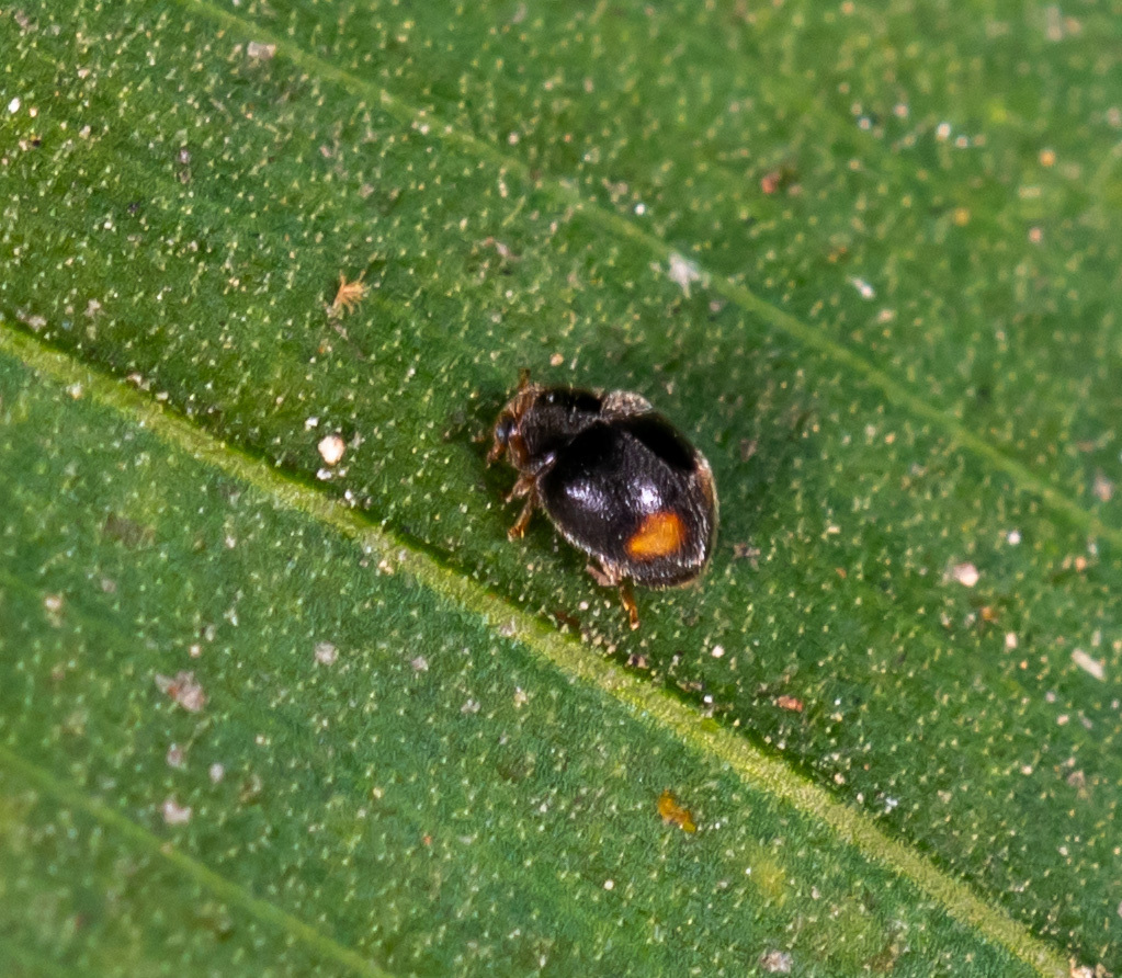 Lady beetle